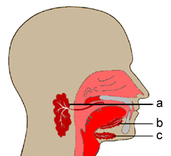 Große Speicheldrüsen in der Mundhöhle. Die größte und wichtigste Speicheldrüse ist die Ohrspeicheldrüse (Glandula parotis, a). Ihr Aus- führungsgang endet gegenüber dem zweiten oberen Mahlzahn (Molar). Der Drüsenausgang der Unterkieferspeicheldrüse (Glandula submandibularis, c) endet unter der Zunge. Die Unterzungenspeichel- drüse (Glandula sublingualis, b) liegt innerhalb der Mundhöhle und wirft auf dem Mundboden eine Schleimhautfalte auf.