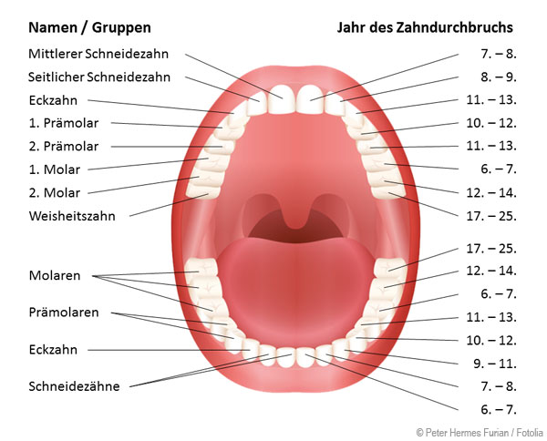 Bleibendes Gebiss mit 32 Zähnen