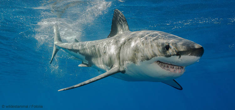 Beim Haifisch geht es auch ohne Zahnarzt